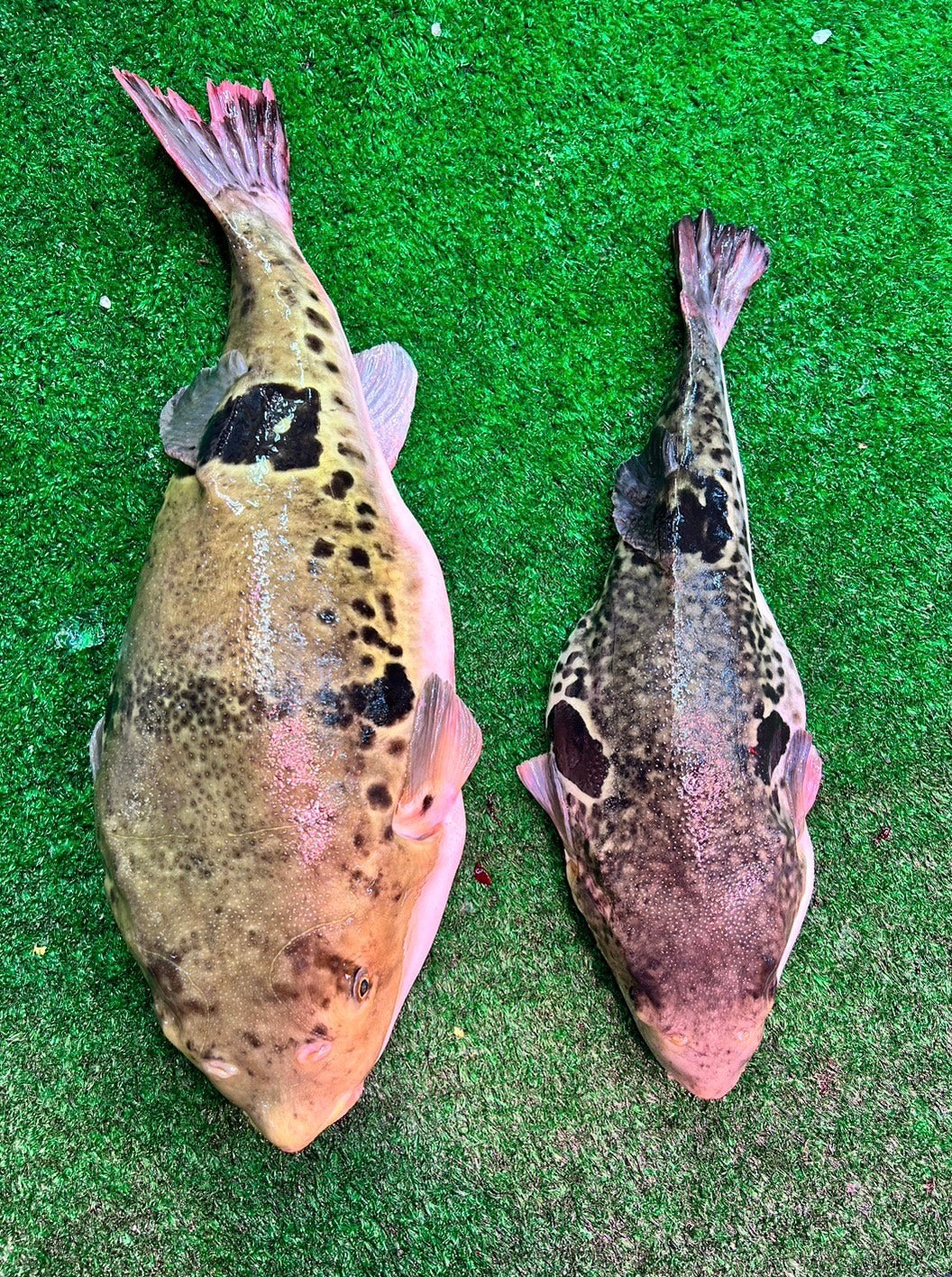 活特大とらふぐ鍋セット(冬季限定販売)