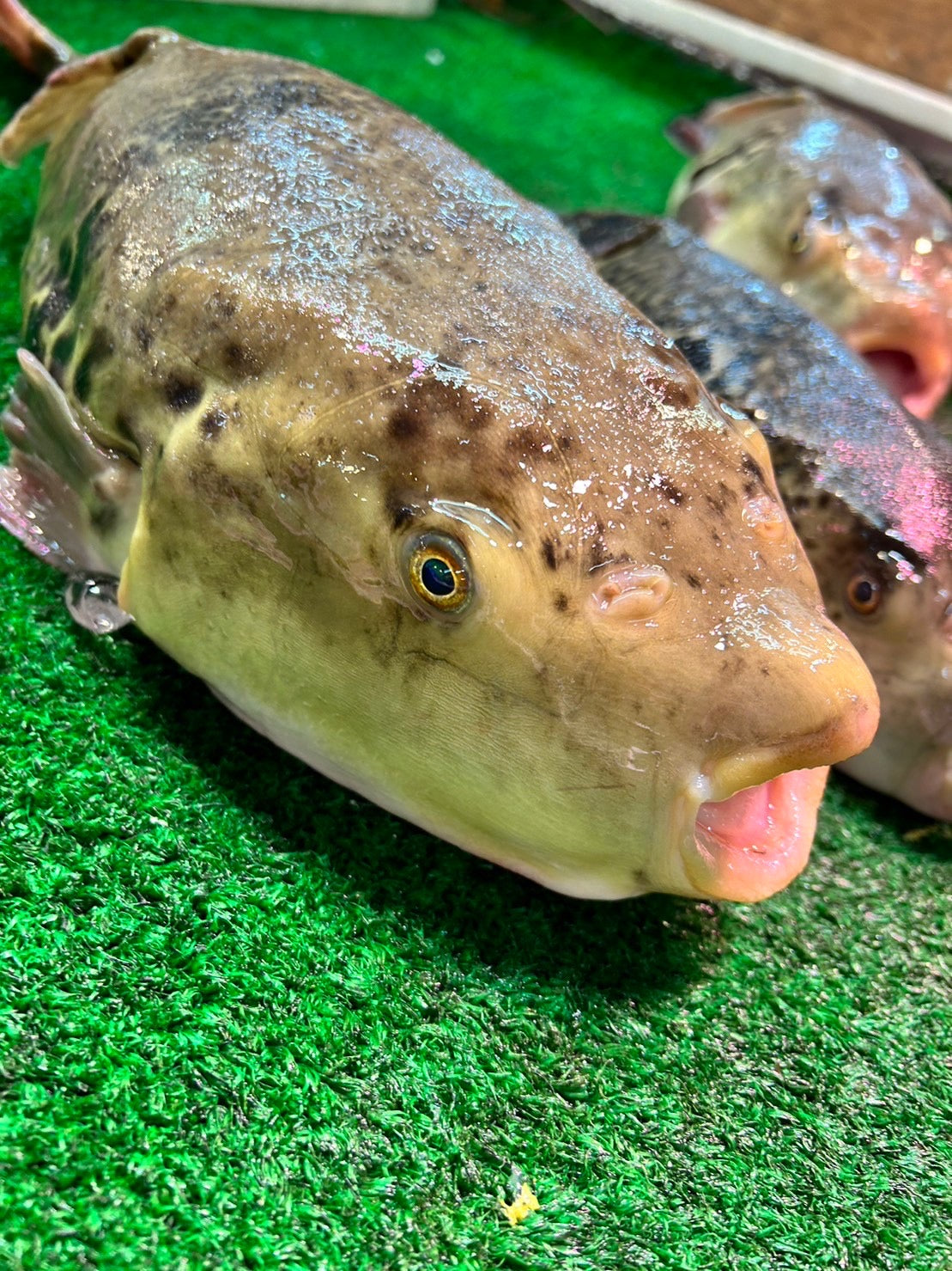 活特大とらふぐ鍋セット(冬季限定販売)