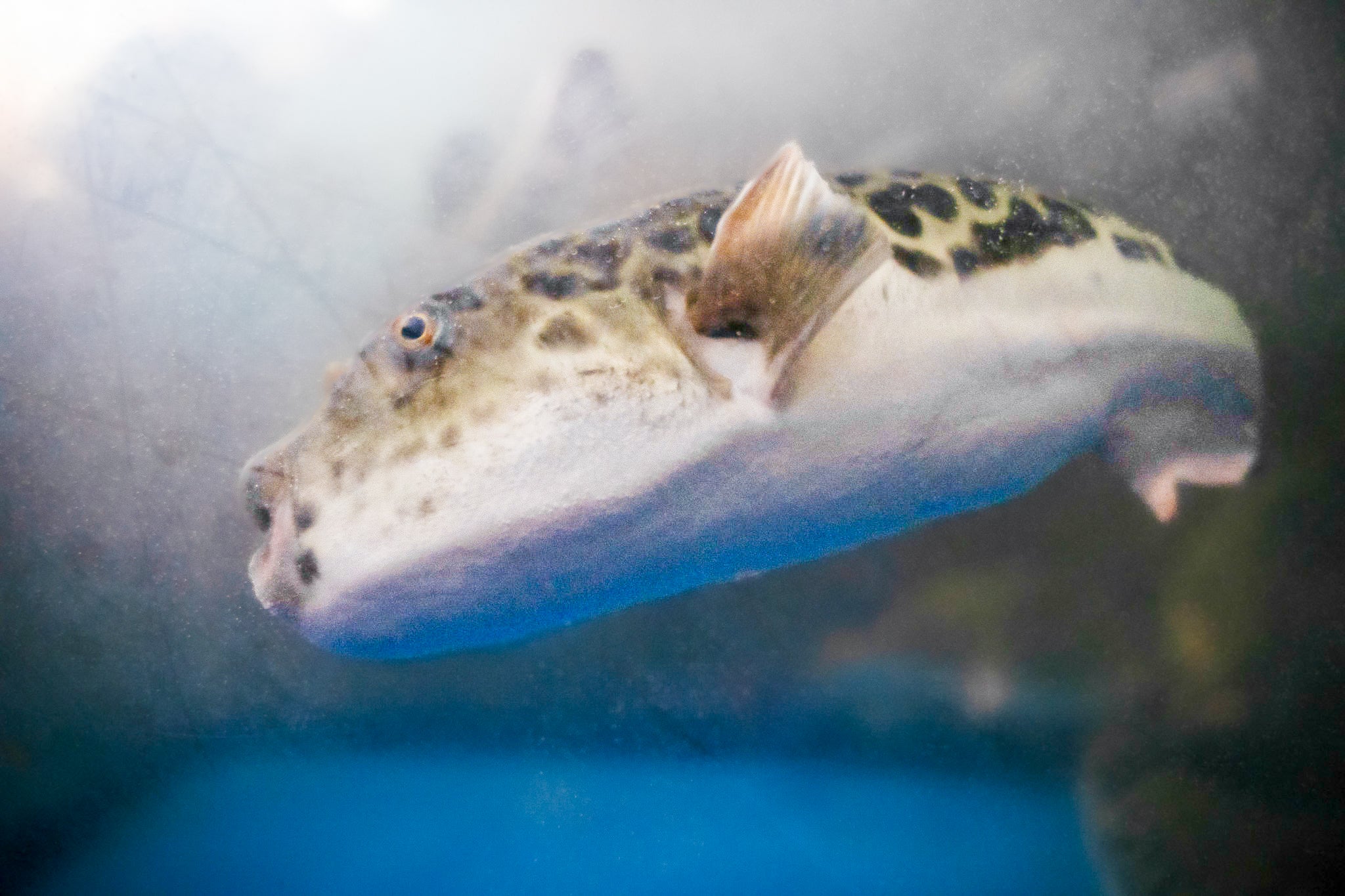 活とらふぐ刺身 2人前