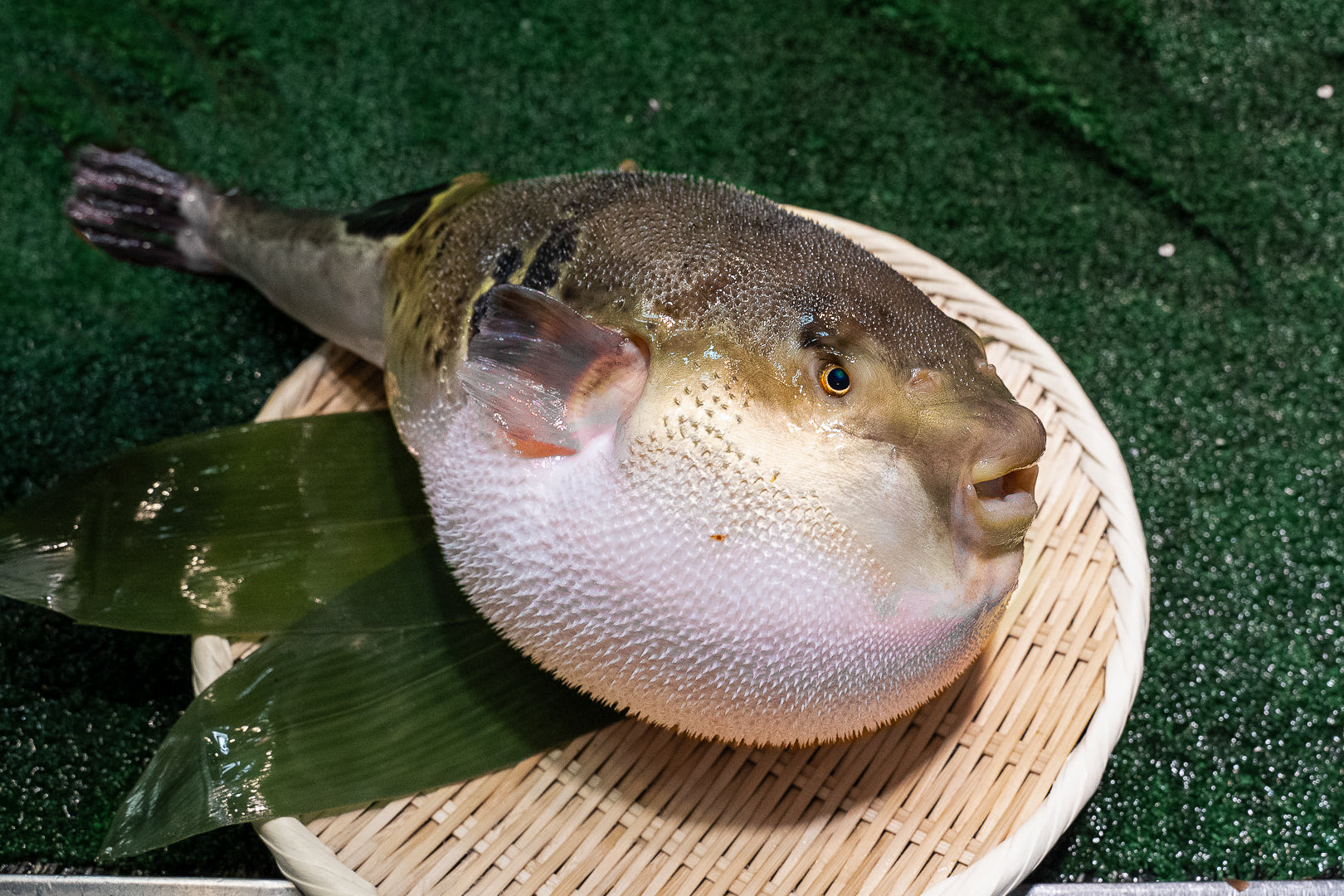 活とらふぐ鍋セット