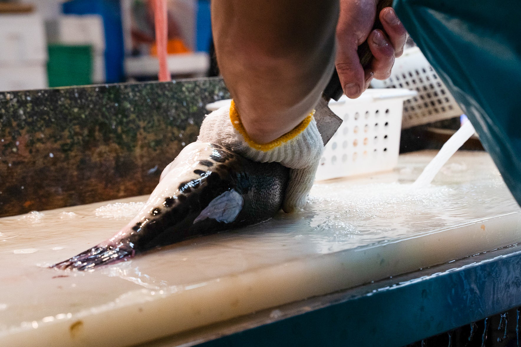 活特大とらふぐ鍋セット(冬季限定販売)